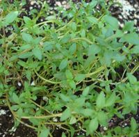Thyme - white 100% Pure Essential Oil 100ml