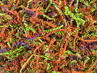 Crinkle Paper Shred for Packaging Gift Box/Basket Filler 10-Ounce Bag Bulk Buy !! Choose Color (Trick OR Treat)