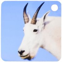 3dRose Mountain Goat Billy, Logan Pass, Glacier NP, Montana - US27 CHA1102 - Chuck Haney - Key Chains, 2.25 x 4.5 inches, set of 4 (kc_91696_2)