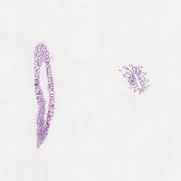 Grantia, c.s. and l.s. Microscope Slide