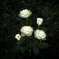 XLUX New Material Outdoor Realistic Solar Powered Rose Lights Flower Stake, for Garden Patio Yard Pathway Decoration, White
