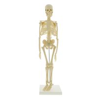 MonMed Mini Skeleton - Human Skeleton Model for Anatomy Anatomical Skeleton Human Skeleton Anatomy Skeleton Model 17in