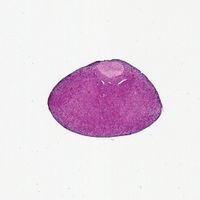 Mammal (Pituitary) Hypophysis, sec. 7 m, H&E Microscope Slide