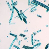 Mixed Green Algae, w.m. Microscope Slide
