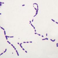 Bacterial Spores, w.m. Microscope Slide