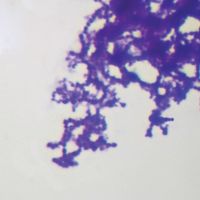 Streptococcus, w.m. Microscope Slide