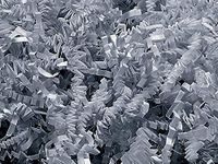 Gray Crinkle Cut Paper Shred 10 lb Box ~ Spring-fillÂ Shred - WRAPS-ZF10GY