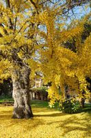 5 Ginkgo BILOBA Seeds