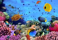CSFOTO 5x3ft Underwater World Backdrop Children Birthday Party Photography Background Children Room Decoration Children Theme Party Ocean Park Wallpaper Kids Portrait Studio Props Polyester Wallpaper