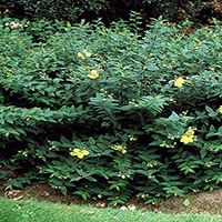 Perennial Farm Marketplace Hypericum p. 'Hidcote' (St. John's Wort) Perennial, Size-#1 Container, Yellow Flowers