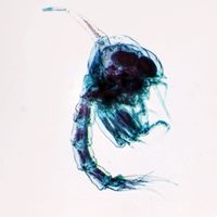Zoea of Crab, w.m. Microscope Slide