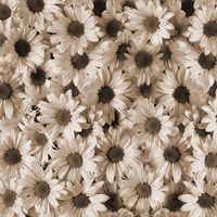 DCWVE Die Cuts with A View Open Stock Paper 12 x 12-Single-Sided-Sunflower Sepia OS-003-00014