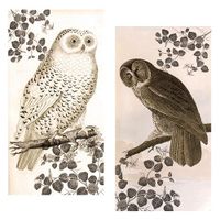 World Buyers Decorative Matches (Vintage Owl)