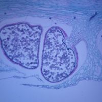 Lycopodium Strobilus, l.s, 12 m Microscope Slide