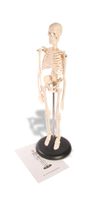 American Educational Skeleton Model, 17" Height