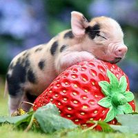 Clearance! DIY Diamond Painting Strawberry Pig Cute Embroidery Full Round Diamond Wall Sticker Painting Fashion Home Decor Gift Nearzstorn (Multicolor, 30x30cm)