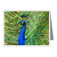 Note Card Peacock with Beautiful Plumage