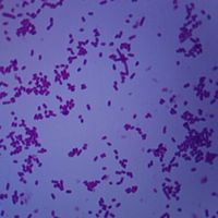 Shigella dysenteriae, w.m. Microscope Slide