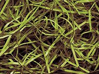 Green Tea Veryfine Cut™ Paper Shred 10 lb Box ~ Spring-Fill® Shred - WRAPS-SP10GT