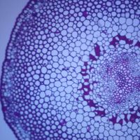 Psilotum Aerial Stem (Whisk Fern), c.s, 12 m Microscope Slide