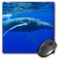 3dRose LLC 8 x 8 x 0.25 Inches Hawaii Big Island Humpback Whale Paul Souders Mouse Pad (mp_89842_1)
