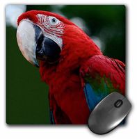 3dRose LLC 8 x 8 x 0.25 Inches Scarlet Macaw Mouse Pad (mp_16938_1)