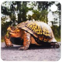 3dRose New Jersey, Great Swamp NWR. Eastern Box Turtle - US31 JGL0022 - Jim Gilbert - Key Chains, 2.25 x 4.5 inches, set of 2 (kc_92471_1)