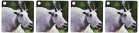 3dRose Mountain Goat, Glacier National Park, Montana - US27 RNU0013 - Rolf Nussbaumer - Key Chains, 2.25 x 4.5 inches, set of 4 (kc_92141_2)