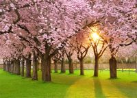 Leowefowa 7X5FT Cherry Blossom Backdrop Spring Outdoor Scene Backdrops for Photography Sunshine Green Grasslawn Vinyl Photo Background Bridal Shower Lover Wedding Studio Props