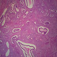 Human Uterus, sec. 7 m H&E Microscope Slide