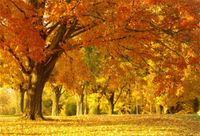 LFEEY 10x8ft Autumn Scenery Backdrop for Photos Beautiful Natural Fallen Red Golden Yellow Leaves Forest Photography Background Wallpaper Decor Kids Girls Adults Family Photo Studio Props