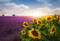OFILA Lanvender Fields Backdrop 7x5ft Photography Background Sunflowers Sunshine Sky Wedding Portraits Travel Photos Honeymoon Trip Bridal Shower Party Decoration Kids Toddles Shoots Video Studio Prop