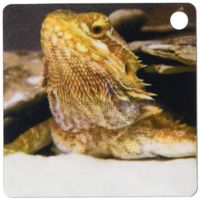 3dRose Bearded dragon lizard - NA02 DFR0024 - David R. Frazier - Key Chains, 2.25 x 4.5 inches, set of 2 (kc_83713_1)