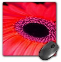 3dRose LLC 8 x 8 x 0.25 Inches Mouse Pad, Eye of The Red Gerbera Daisy (mp_36791_1)
