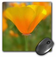 3dRose LLC 8 x 8 x 0.25 Inches Mouse Pad, Focus on a California Poppy- Flowers- Floral Photography (mp_33766_1)