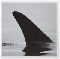 3dRose Alaska, Juneau, Killer Whale fin, Stephens Passage - US02 PSO0762 - Paul Souders - Greeting Cards, 6 x 6 inches, set of 6 (gc_87647_1)
