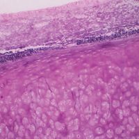 Mammal Trachea, c.s. Microscope Slide, Thin