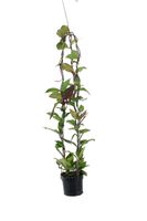 Hoya Carnosa Dark Red - Houseplants or Indoorplants