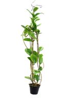 Hoya Australis(B) - Houseplants or Indoorplants