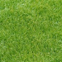 DCWVE Die Cuts with A View Open Stock Paper 12 x 12-Single-Sided-Grass OS-003-00002