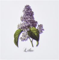 3dRose Set of 12 Greeting Cards, Botanical Print of a Lavender Spring Blooming Fragrant Flower (gc_171228_2)