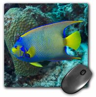 Queen Angelfish, Bonaire, Netherlands Antilles-CA09 POX0007- Mouse Pad, 8 by 8 inches (mp_71889_1)