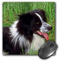 3dRose LLC 8 x 8 x 0.25 Inches Mouse Pad, Border Collie (mp_1244_1)