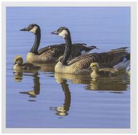 3dRose Canada Goose birds, San Francisco Bay, California USA - US05 TNO0064 - Tom Norring - Greeting Cards, 6 x 6 inches, set of 6 (gc_142897_1)