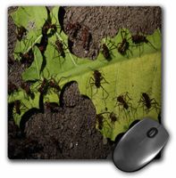 3dRose LLC 8 x 8 x 0.25 Inches Hard Worker Ants Mouse Pad (mp_4686_1)