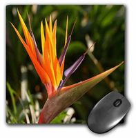 3dRose LLC 8 x 8 x 0.25 Inches Bird of Paradise Strelitzia, Primary Colors, Tropical Flower Pattern Mouse Pad (mp_46978_1)