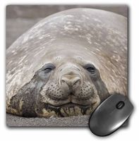 3dRose LLC 8 x 8 x 0.25 Inches Mouse Pad, Janyes Gallery (mp_74899_1)