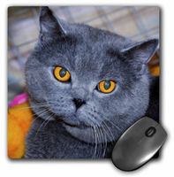 3dRose LLC 8 x 8 x 0.25 Inches Mouse Pad, British Short Hair Cat (mp_24996_1)