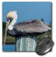 3dRose USA, Florida, New Smyrna Beach, pelican roosting on pylon. - Mouse Pad, 8 by 8 inches (mp_209667_1)