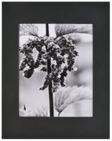 Nielsen Bainbridge PRE-Cut Center 11"X14" ARTCARE Black Photo MAT W/ 8"X10" Opening, 10 Piece